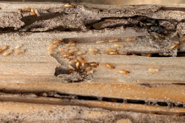 Best Wildlife Control Services  in Butler Beach, FL